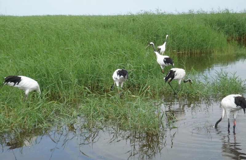 扎龙湿地